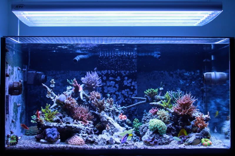 Starfire Aquariums | Aquarium Concepts